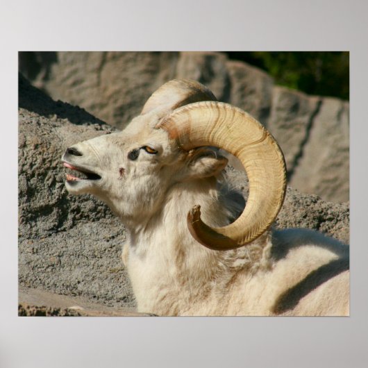 Funny Laughing Bighorn Sheep of Ram Poster (Voorkant)