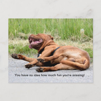Funny Laughing Dog Briefkaart