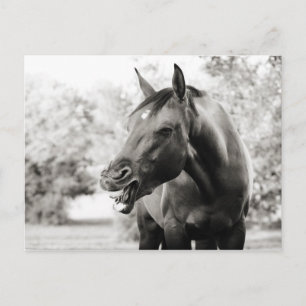 Funny Laughing Horse Briefkaart