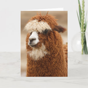 Funny Llama Birthday Kaart