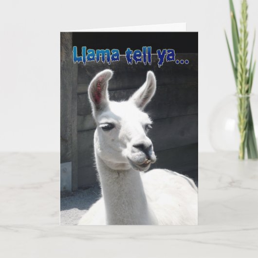 Funny Llama Bonne Carte de voeux d'anniversaire (Devant)