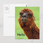 Funny Llama Briefkaart - Alle keren (Voorkant / Achterkant)