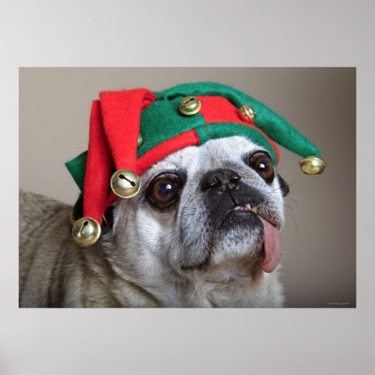 Funny looking pug with tongue hanging out poster (Voorkant)