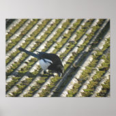 Funny Magpie Print (Voorkant)