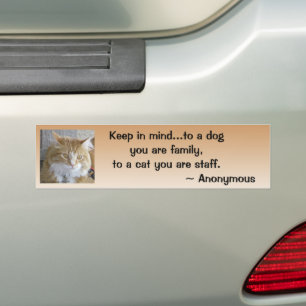 Funny Maine Coon Kitten Foto gepersonaliseerd Bumpersticker
