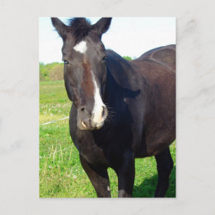 Funny Mare Briefkaart