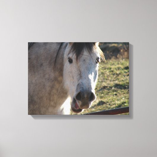 Funny Mare Canvas Afdruk (Voorkant)