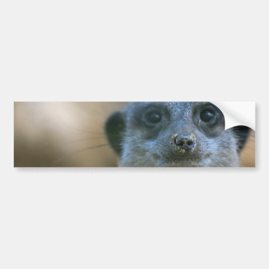 Funny Meerkat Bumpersticker (Voorkant)