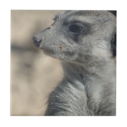 Funny Meerkat Tegeltje (Voorkant)