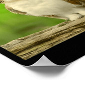 Funny Meowl Cat Owl Brainrot Cursed Internet Silly Poster (Hoek)