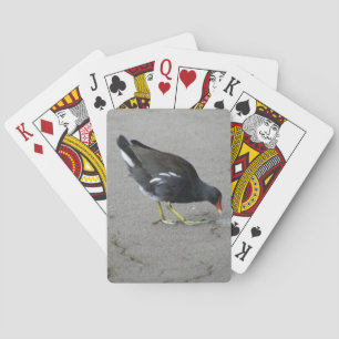 Funny Moorhen neemt een Boow-speelkaart Speelkaarten