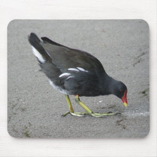 Funny Moorhen neemt een Bow Mousepad Muismat (Voorkant)