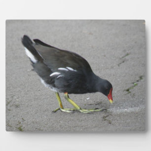 Funny Moorhen neemt een Bow Plaque Fotoplaat