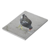 Funny Moorhen Prenez un bloc-notes pour la mâchoir (Tourné)