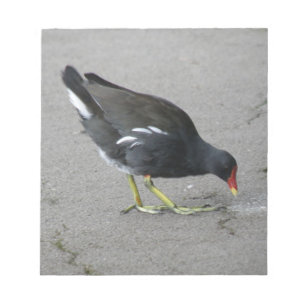 Funny Moorhen Prenez un bloc-notes pour la mâchoir