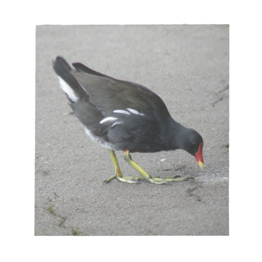 Funny Moorhen Prenez un bloc-notes pour la mâchoir (Devant)