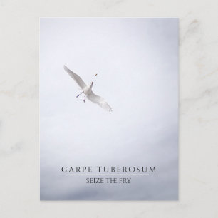 Funny Motivatie Seagull Carpe Diem French Fries Briefkaart