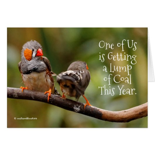 Funny Naughty of Nice Cheeky Pair of Zebra Finches (Voorkant Horizontaal)