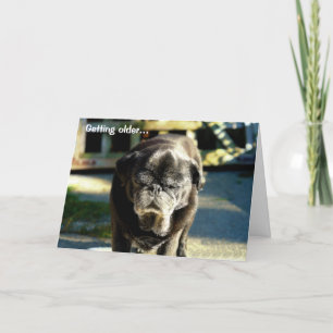 Funny Old Black Pug Birthday Card Kaart