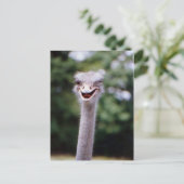 Funny Ostrich Briefkaart (Staand voorkant)