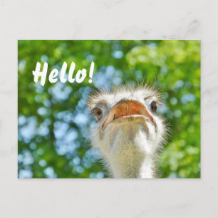 Funny Ostrich - Hallo Briefkaart