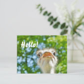 Funny Ostrich - Hello carte postale (Debout devant)