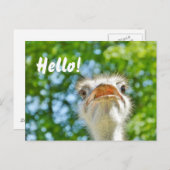 Funny Ostrich - Hello carte postale (Devant / Derrière)