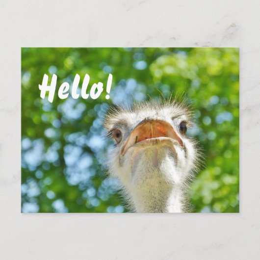 Funny Ostrich - Hello carte postale (Devant)