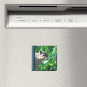 Funny Peek-a boo Squirrel Foto Kitchen Magneet (Insitu (Vaatwasser))