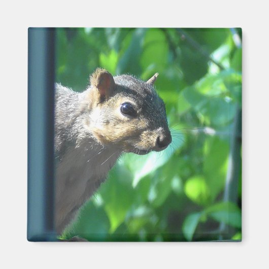 Funny Peek-a boo Squirrel Foto Kitchen Magneet (Voorkant)
