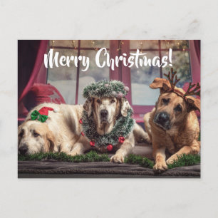 Funny Photo Dogs in kerstAntlers en hoofdkleding Briefkaart