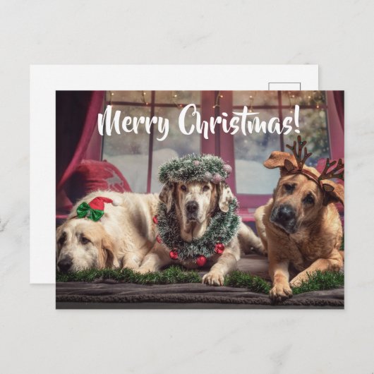 Funny Photo Dogs in kerstAntlers en hoofdkleding Briefkaart (Voorkant / Achterkant)