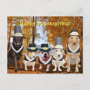  Funny Pilgrim Dogs Thanksgiving Post Feestdagenkaart