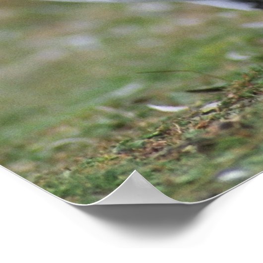 Funny pinguins poster (Hoek)