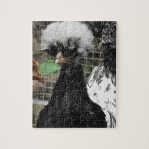 Funny Poland Chicken Close Up Photo Legpuzzel