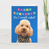 Funny Poodle chien carte d'anniversaire (Devant)
