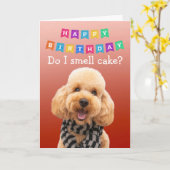 Funny Poodle chien carte d'anniversaire (Fleur jaune)