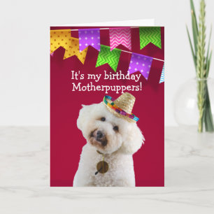 Funny Poodle chien carte d'anniversaire
