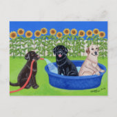 Funny Pool Party Labradors Briefkaart (Voorkant)