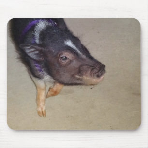 Funny Pot Bellied Pig Photography Muismat