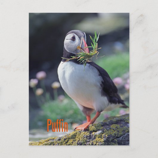 Funny puffin briefkaart (Voorkant)