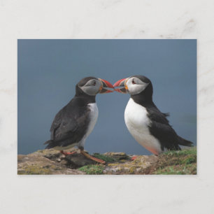 Funny puffins briefkaart