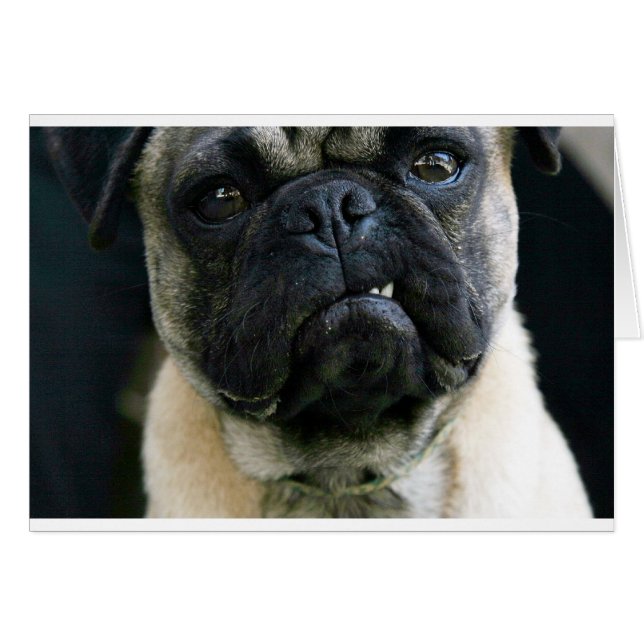 Funny Pug (Voorkant Horizontaal)