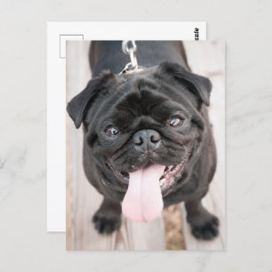 Funny pug briefkaart