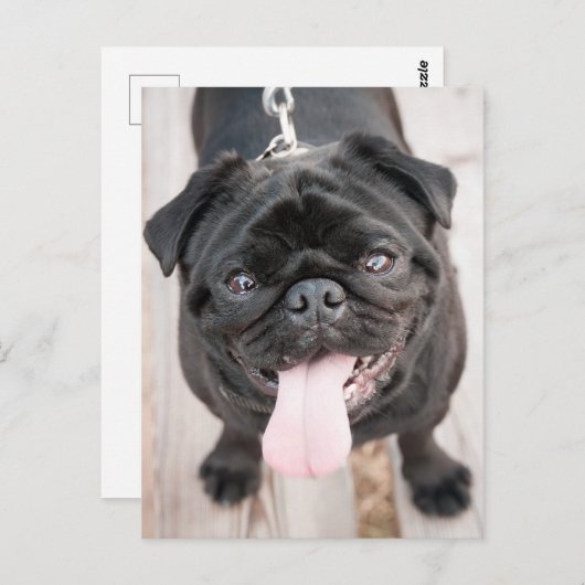 Funny pug briefkaart (Voorkant / Achterkant)