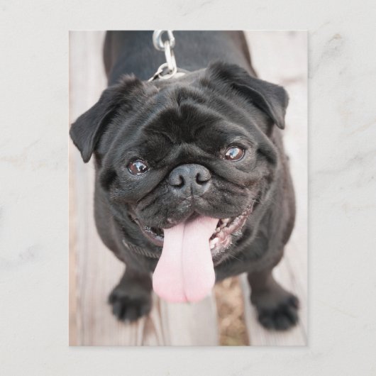 Funny pug briefkaart (Voorkant)