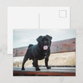 Funny pug briefkaart (Voorkant / Achterkant)