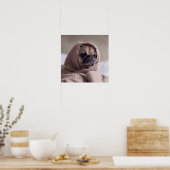 Funny Pug Dog Close-up poster (Keuken)