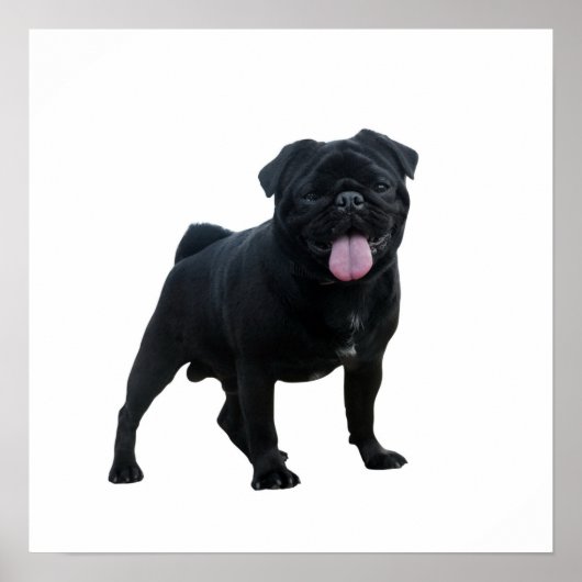 Funny pug poster (Voorkant)