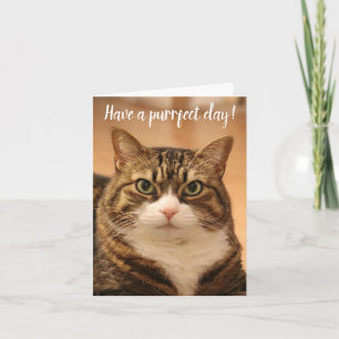 Funny Quote Cat Lovers Custom Photo Birthday Kaart